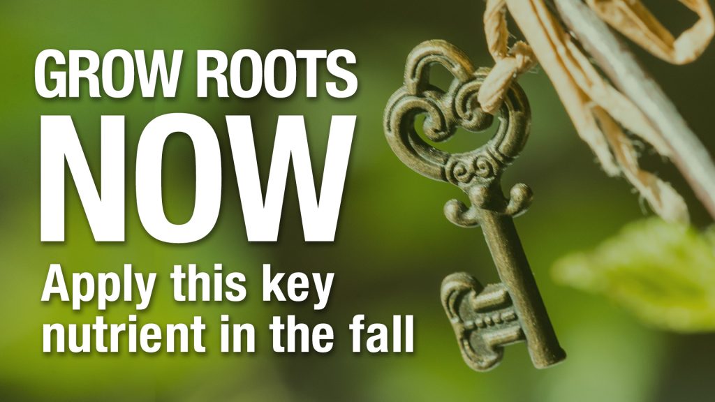 Grow Roots Now - Apply this key nutrient in the fall