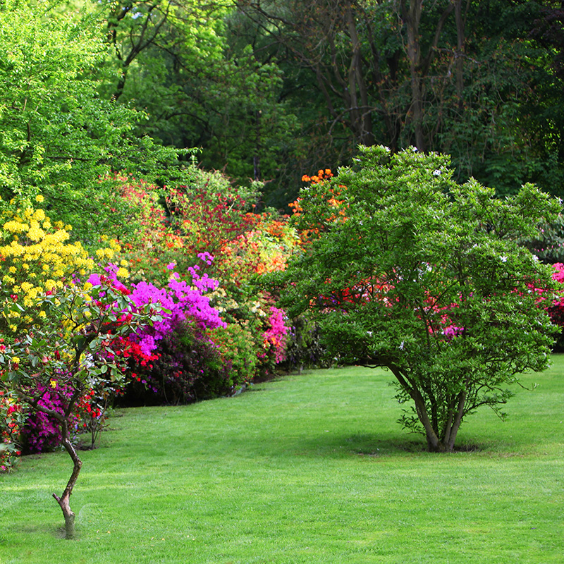 Trees and Shrubs - Lawn and Landscape